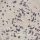 Indigo Rain - 16 oz Mayco Stoneware Glaze